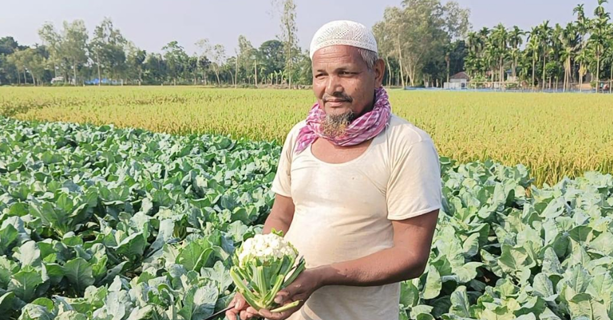 লালমনিরহাটের আগাম ফুলকপি চাষে লাভ গুনছেন চাষীরা