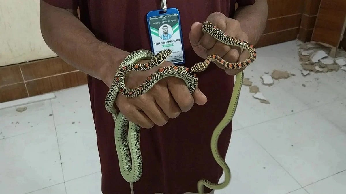 বরিশাল ডিআইজি কার্যালয় থেকে এক জোড়া কালনাগিনী সাপ উদ্ধার
